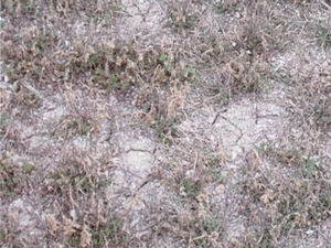 PRO CAL 40 to an alfalfa field PRO CAL 40 to an alfalfa field