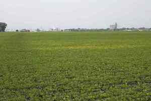 image1 Iron Chlorosis