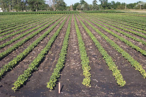 image2 Iron Chlorosis