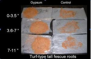 Penn State Gypsum Study Penn State Gypsum Study