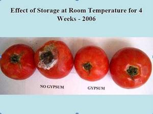 tomatos Tomato Study